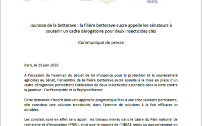 Jaunisse de la betterave : la filière betterave-sucre appelle les sénateurs à soutenir un cadre dérogatoire pour deux insecticides clés