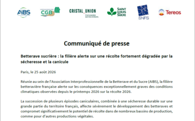 Betterave sucrière : la filière alerte sur une récolte fortement dégradée par la sécheresse et la canicule